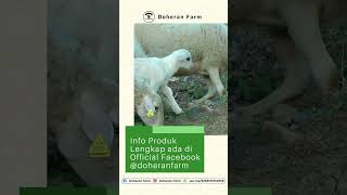 Download lagu Kenalan sama Doheran Farm Yuk! mp3 Download lagu Kenalan sama Doheran Farm Yuk! mp3