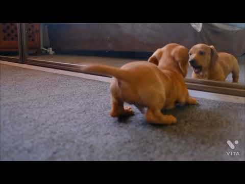 Funny Cats and Dogs Compilation , lovely