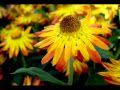 Sunny-Noon 