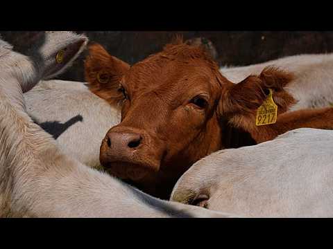 EU suspends imports of meat from Namibia over FMD fears