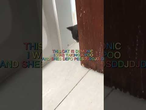 The Cat - My Demons Are Organized