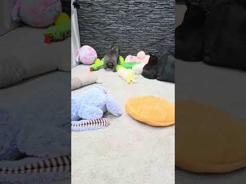 Video 4