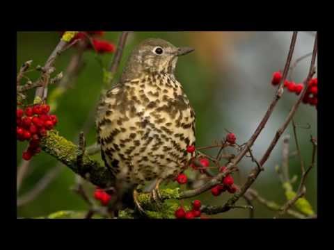 The Billy Cotton Band - 'Forty Fahsend Fevvers on a Frush'