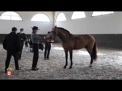 210203 11 Historiador da Broa - Aprovação de Garanhões