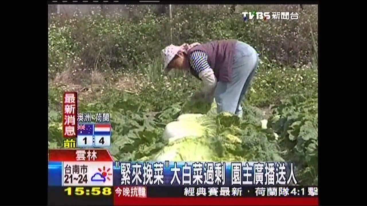 「緊來挽菜」大白菜過剩 園主廣播送人