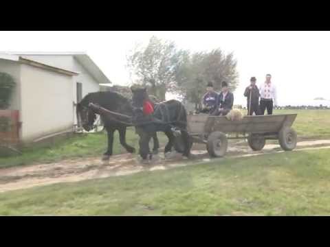 Luci Duga Carasanu  - Nou -  Sunt Cioban din tata in Fiu - Am stana europeana (UE)