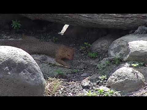 Djuma: Slender Mongoose laying in the shade - 10:54 - 09/11/20