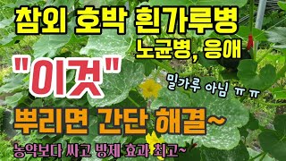 참외 호박 흰가루병 노균병 응애 이것 뿌리면 치료 및 예방 가능 효과는 농약보다 좋고 전착제를 쓰면 효과는 …