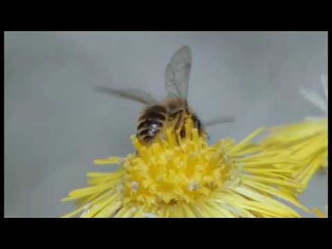 Biene Majas wilde Schwestern - Die Welt der Wildbienen