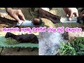 Goat & Sheep leg Broken/Fractured Treatment  Part-9 | జీవాలకు కాళ్ళు విరిగితే కట్టు కట్టడం ఎలా?