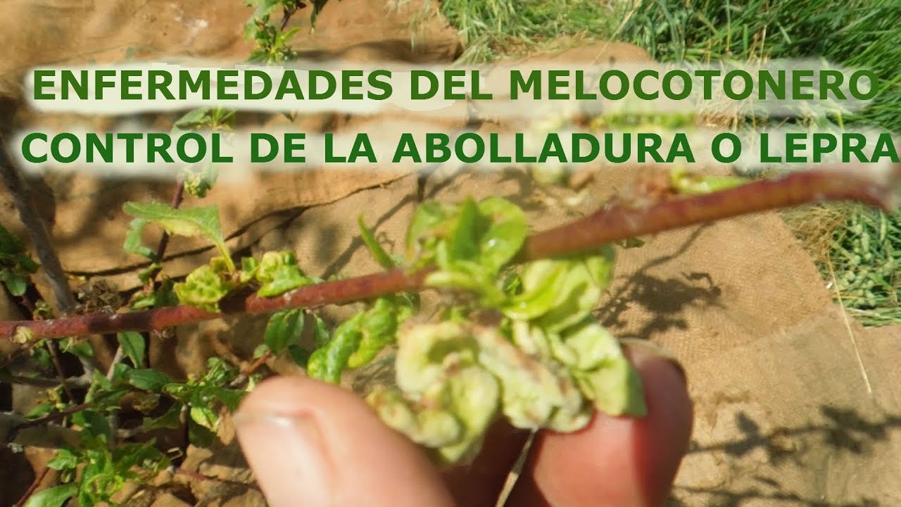 Como Cultivar Melocotón o Durazno | Enfermedad de la Abolladura o Lepra | Permacultura (1º)