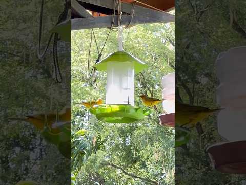 Serrita-pe 🇧🇷 mameluco.#gentedecenteviajando