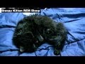 Cute kitty REM sleep (Maine Coon) - with relaxing ...