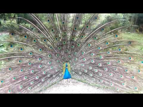 Pfau hypnotisiert Tauben