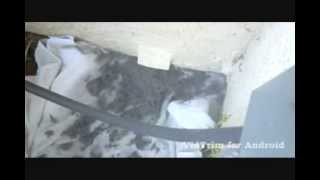 DO YOU KNOW WHAT'S HIDING IN YOUR DRYER VENT!