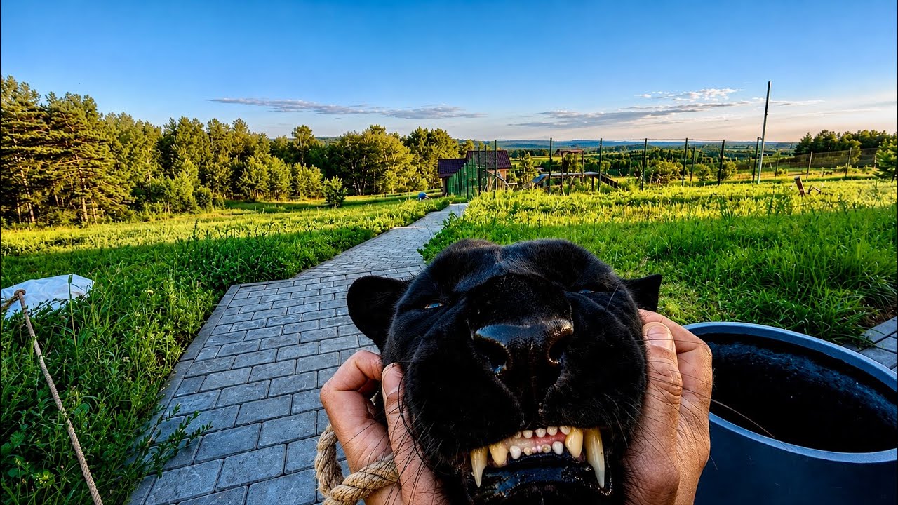 POV: Playing With Luna the Panther and Rottweiler Venza 😎