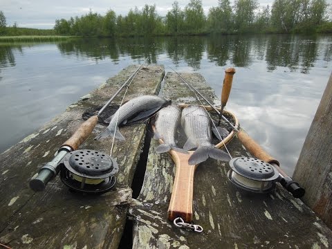 Harjuksen kalastusta Lapissa osa 1/3