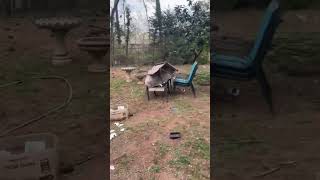 Video preview image #1 Mutt Puppy For Sale in Sheboygan, WI, USA