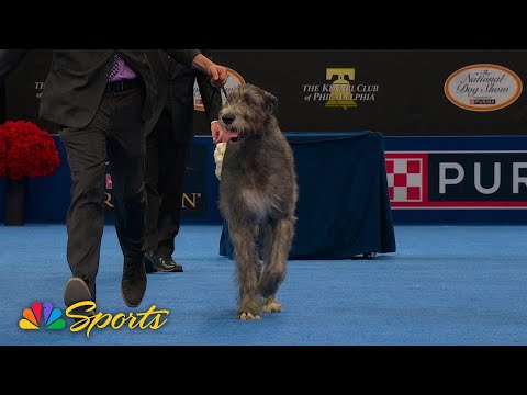 National Dog Show 2025: Hound Group (Full Judging) | NBC Sports
