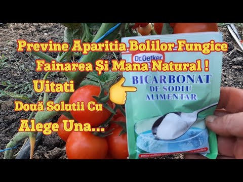 Sodium Bicarbonate Natural Fungicide In Your Garden Two Solutions Choose One