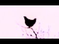 Screaming Chicken On Tree But It Broke Sound Barrier