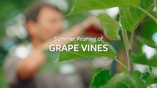 How to prune Grape Vines in summer | Grow at Home | RHS