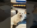 Funniest Cat Video Shortsviral Shortvideo Funny Funnycat