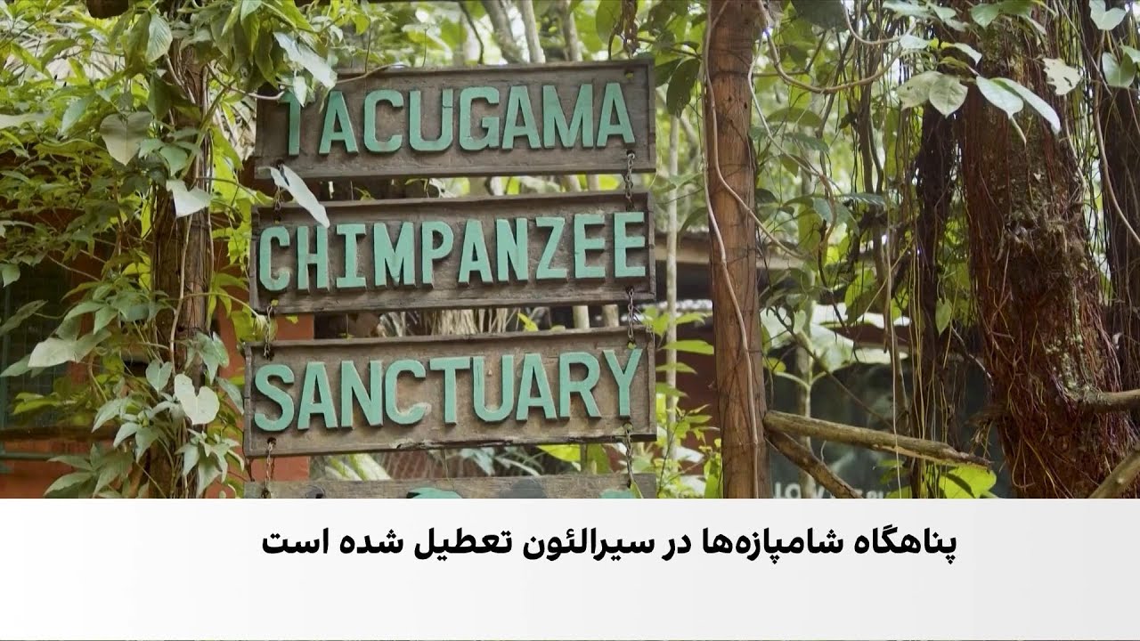 تعطیلی پناهگاه حیات‌وحش تاکوگاما در پی جنگل‌زدایی در سیرالئون