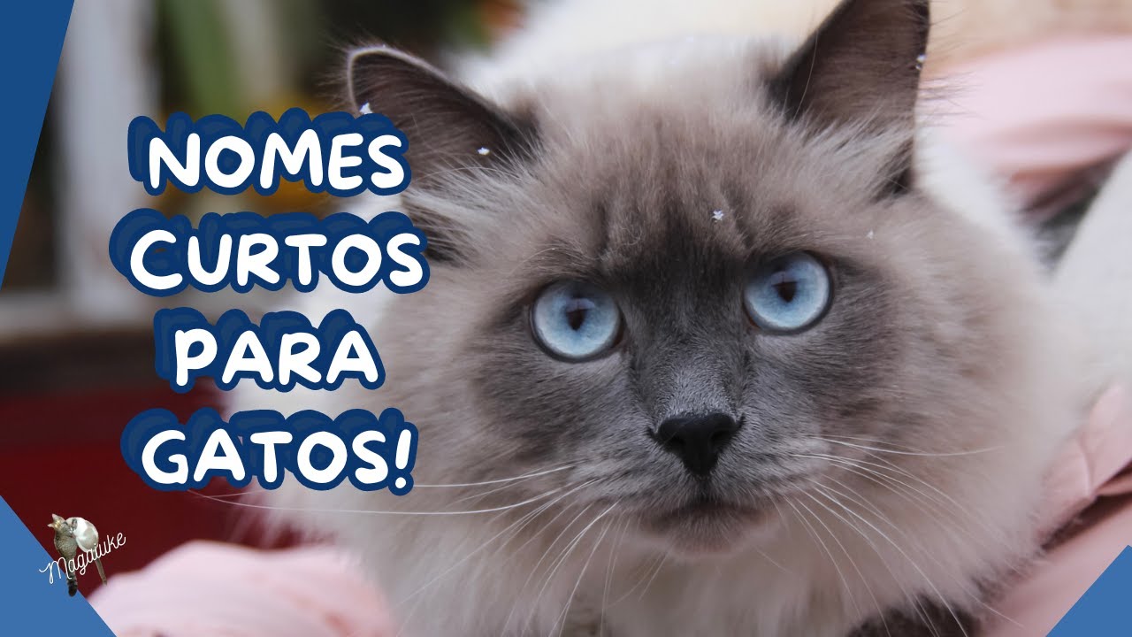 30 NOMES para  GATOS machos e fêmeas CURTINHOS!