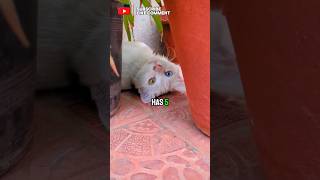 Download lagu Can You Solve This Viral Riddle? 🧠🧩 #trending #cat#pets #shortsfeed #funny #kitten #cutecat #animals mp3