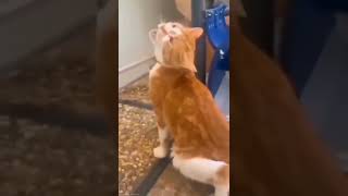 Download lagu Kucing kesurupan khodam harimau mp3