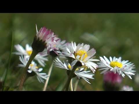 Gänseblümchen (Bellis perennis)