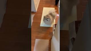 おはようマフィン☀️今日も元気いっぱい😊