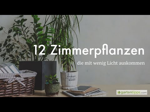 12 Zimmerpflanzen die mit wenig Licht auskommen