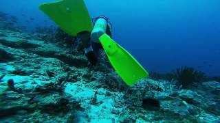 Go to Maldives - they have sharks! Trip to Rannalhi Island Kaafu Atoll, November 2016