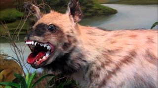 Amon Amarth Vs the World