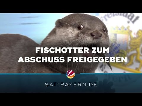 Zum Abschuss freigegeben: Fischotter-Plage in Bayern?