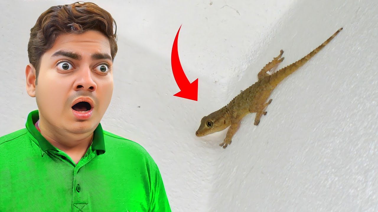 Itni Badi Chipkali Ghus Gayi 😲 Ghar Mein