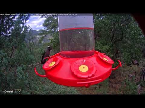 Rare Visitor In West Texas: Juvenile Male Blue-throated Hummingbird – Aug. 4, 2018