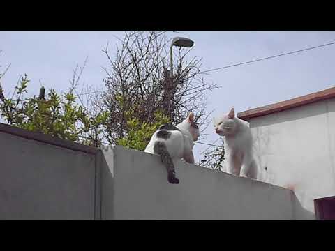 Pelea de gatos parte I