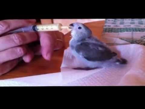 Lingerleyb per comprare la disposizione di parassiti Dove fare lanalisi del sangue su vermi