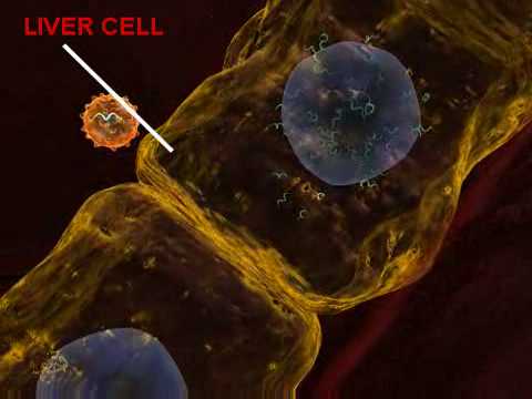 Hepatitis C Infection - 3D Medical Animation