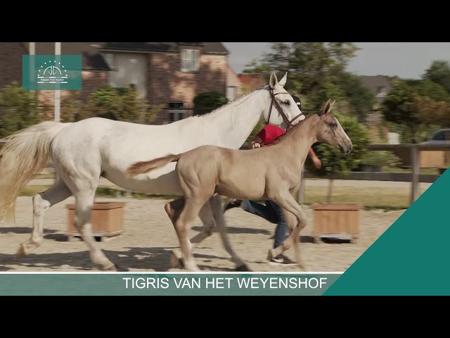 TIGRIS VAN HET WEYENSHOF