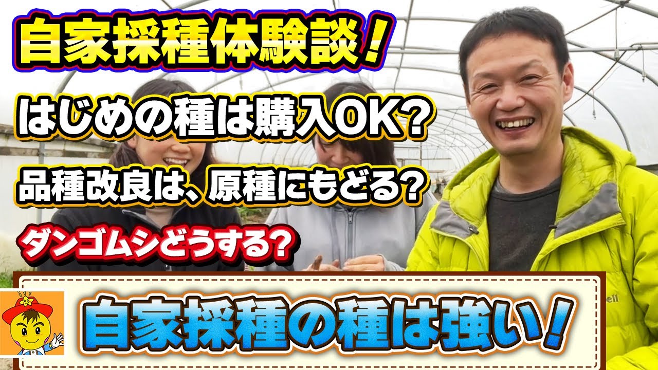 自家採種が種を強くする自然栽培の知恵