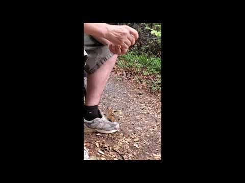 Duck Eating Quackers