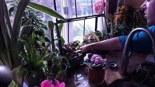Daily Houseplant Tasks and Pest Management