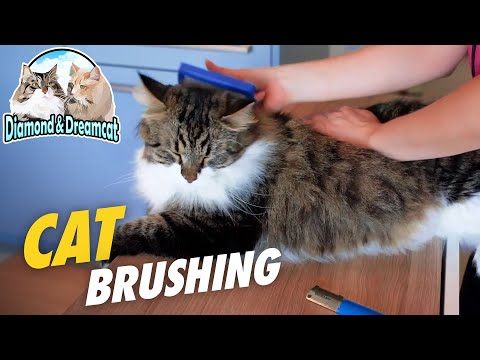 How to brush long-haired cats - Cat grooming deShadding techniques on siberian cat
