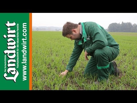 Herbicide application on winter cereals in autumn