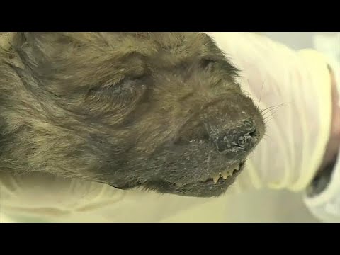 Sensationsfund in Sibirien: 18000 Jahre im Permafrost konserviert