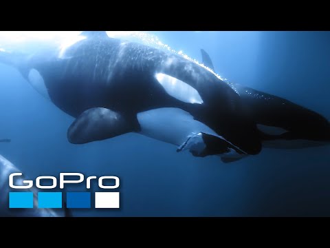 GoPro Cause: Ocean Souls | A Cetaceans Film